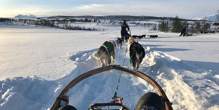 Dogsledding in Tromso